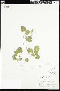 Viola selkirkii image