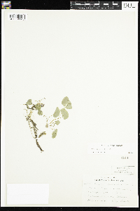 Viola selkirkii image