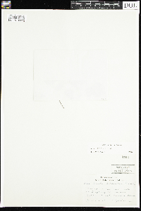 Viola selkirkii image