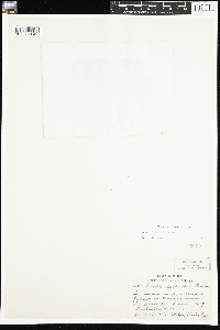 Viola selkirkii image