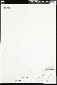 Viola selkirkii image