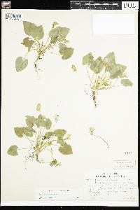 Viola selkirkii image