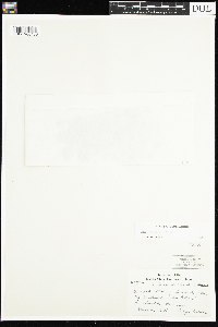Viola selkirkii image