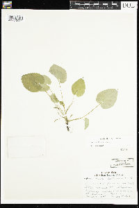 Viola selkirkii image