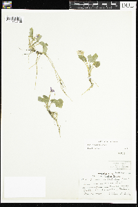 Viola selkirkii image
