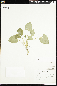 Amelanchier arborea x canadensis image