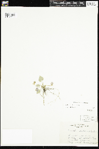 Viola selkirkii image
