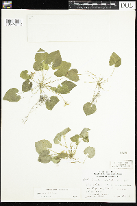 Viola selkirkii image