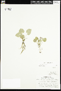 Viola selkirkii image