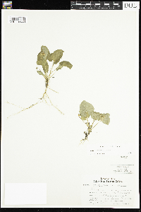 Viola selkirkii image