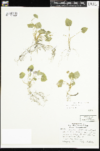 Viola selkirkii image