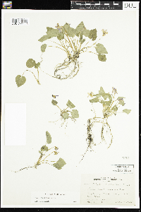 Viola selkirkii image