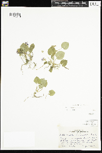 Viola selkirkii image