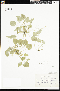 Viola selkirkii image