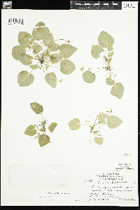 Viola selkirkii image