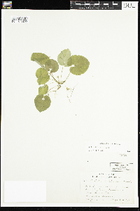 Viola selkirkii image