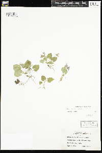 Viola selkirkii image
