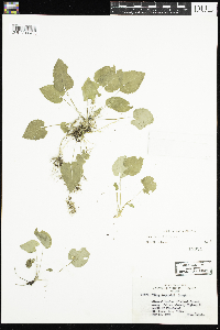 Viola selkirkii image