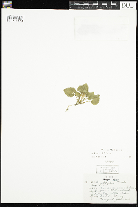 Viola selkirkii image