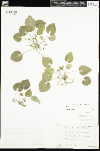 Viola selkirkii image