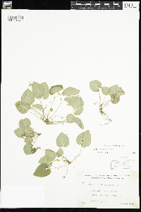 Viola selkirkii image