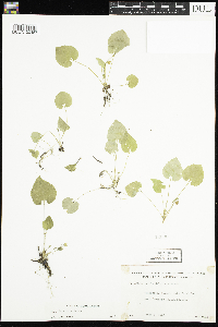 Viola selkirkii image