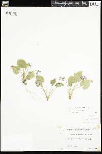 Viola selkirkii image