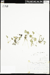 Viola selkirkii image
