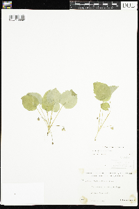 Viola selkirkii image