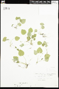 Viola selkirkii image