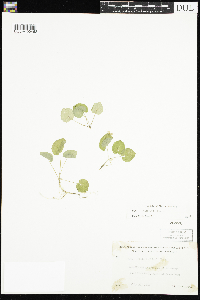 Viola selkirkii image