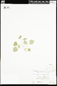 Viola selkirkii image