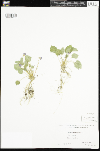 Viola selkirkii image