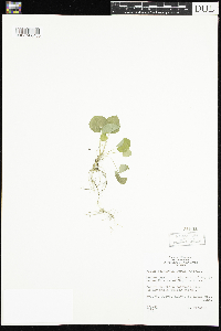 Viola selkirkii image