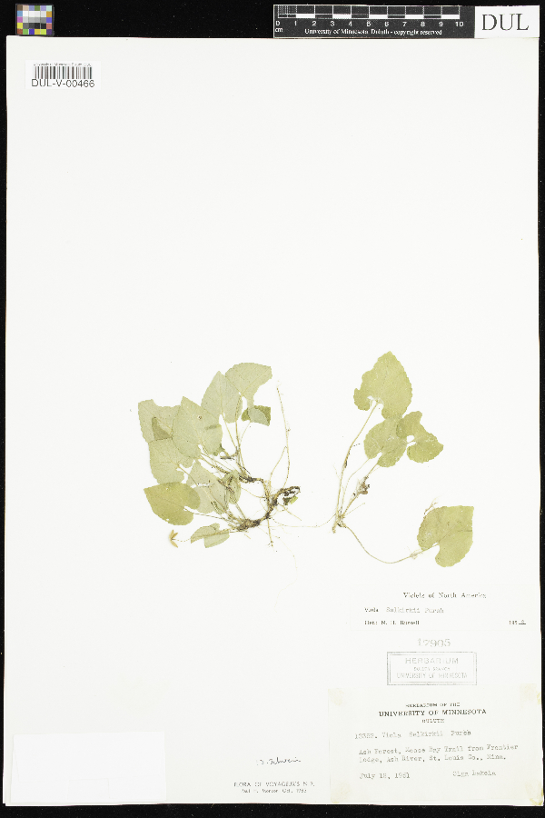Viola selkirkii image