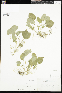 Viola selkirkii image