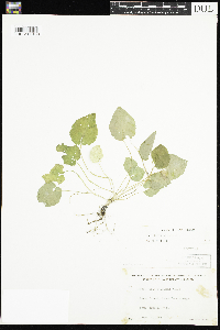 Viola selkirkii image