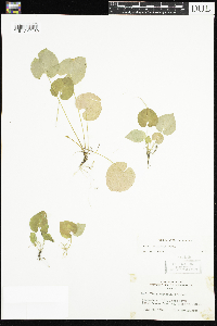 Viola selkirkii image