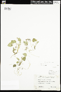 Viola selkirkii image