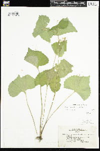Viola pubescens image