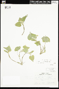 Viola pubescens image