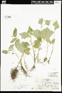 Viola pubescens image