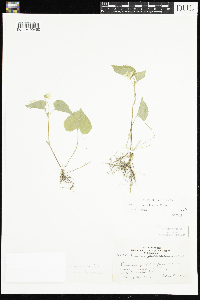 thumbnail image of current specimen