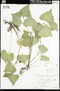 Viola pubescens image