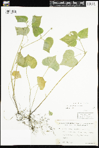 Viola pubescens image