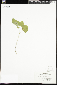thumbnail image of current specimen