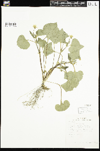 Viola pubescens image