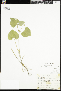 Viola pubescens image
