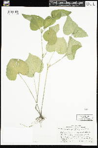 thumbnail image of current specimen