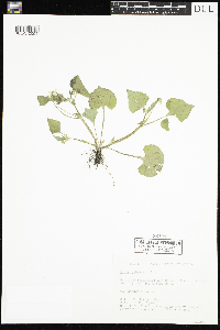 Viola pubescens image
